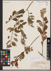 Salix bebbiana Sarg. x Salix starkeana Willd.